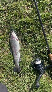 Rainbow Trout