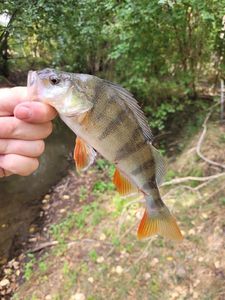 European Perch