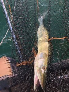 Northern Pike