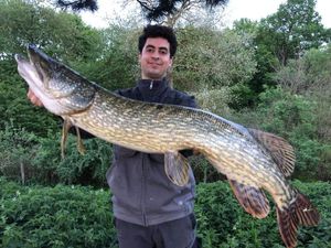 Northern Pike