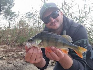 European Perch