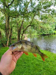 European Perch