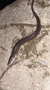 Conger