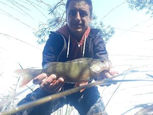 European Perch