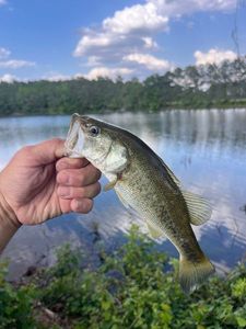 Largemouth Bass