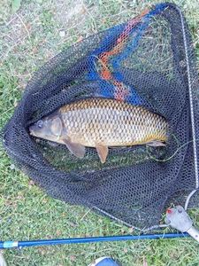 CARPA  COMUNE