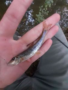 Gudgeon