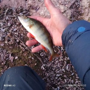 European Perch