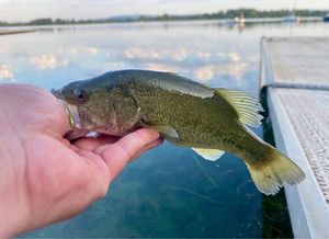 Largemouth Bass