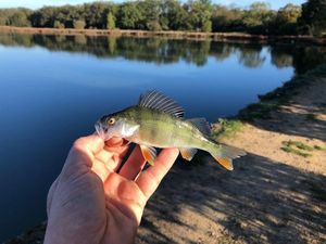 European Perch