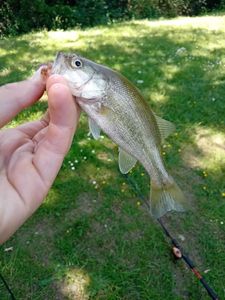 Largemouth Bass