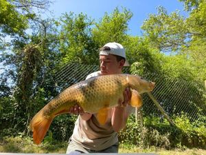 Common Carp
