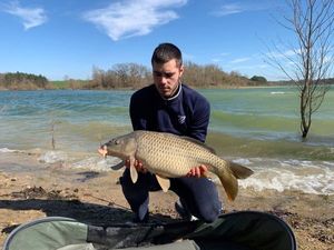 Common Carp
