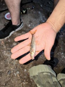 Gudgeon