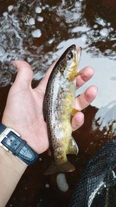 Brown Trout