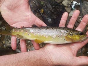 Brown Trout