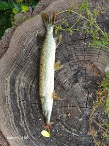 Northern Pike