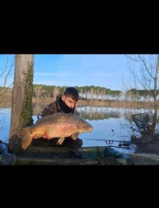 Mirror Carp