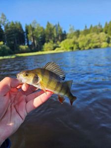 European Perch