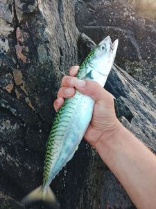 Mackerel