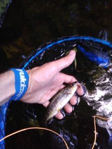 Brown Trout