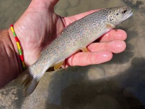 Brown Trout