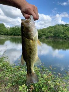 Smallmouth Bass