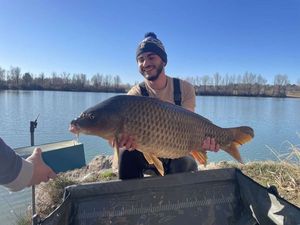 Common Carp