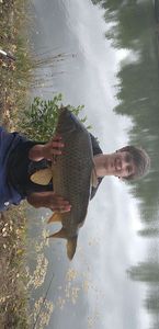 Common Carp