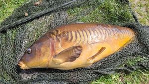 Mirror Carp