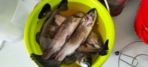 Rainbow Trout