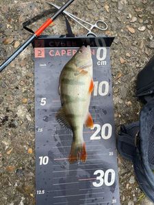 European Perch