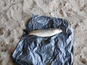Thicklip Grey Mullet