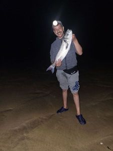 European Bass (Seabass)