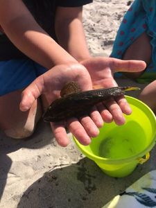 Giant Goby