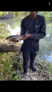 Barbel