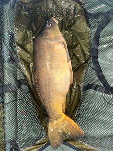 Leather Carp