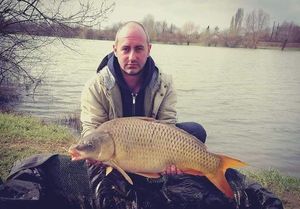 Common Carp