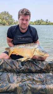 Mirror Carp