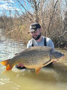Common Carp