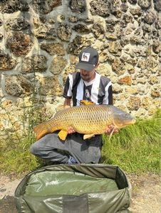Common Carp