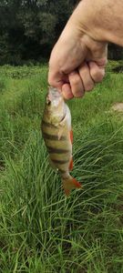 European Perch