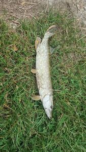 Northern Pike