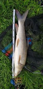 Barbel