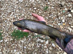 Brown Trout