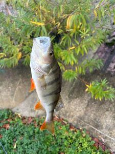 European Perch