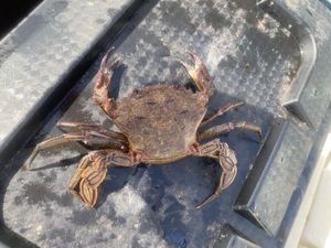 Velvet Swimming Crab
