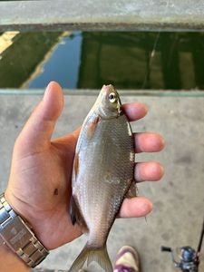 Common Bream