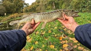 Northern Pike