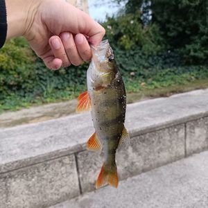 European Perch